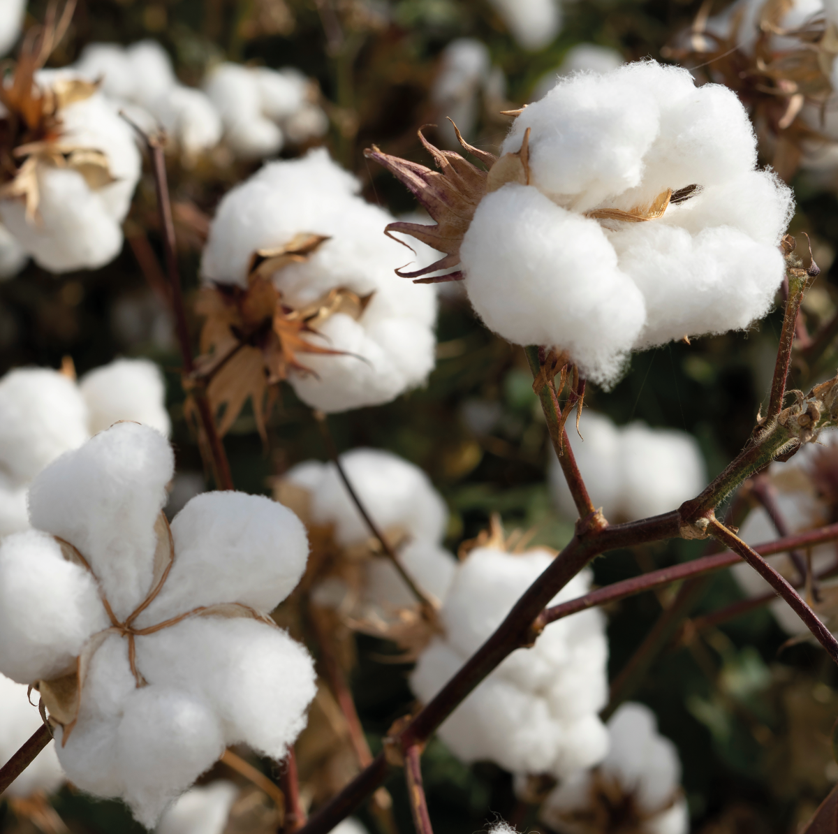 Tout savoir sur le coton